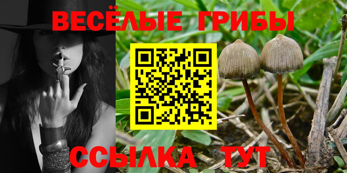 Коммунар  Псилоцибиновые грибы Psilocybine cubensis  Вход с VPN 